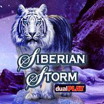 Siberian-Storm-Dual-Play