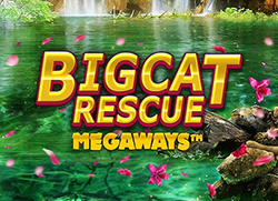 Big-Cat-Rescue-Megaways-250x181